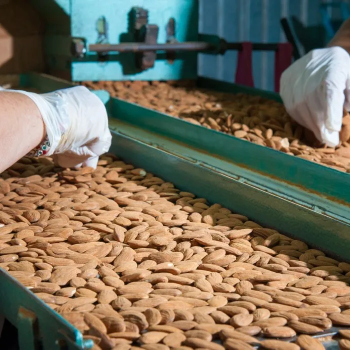 Gloved hands sorting almonds on a processing line