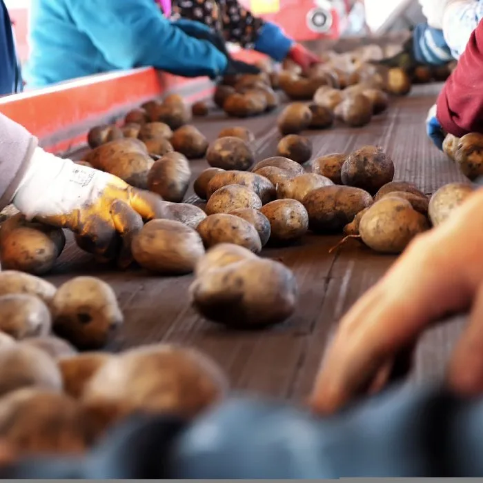 Workers sorting potatoes on a conveyor